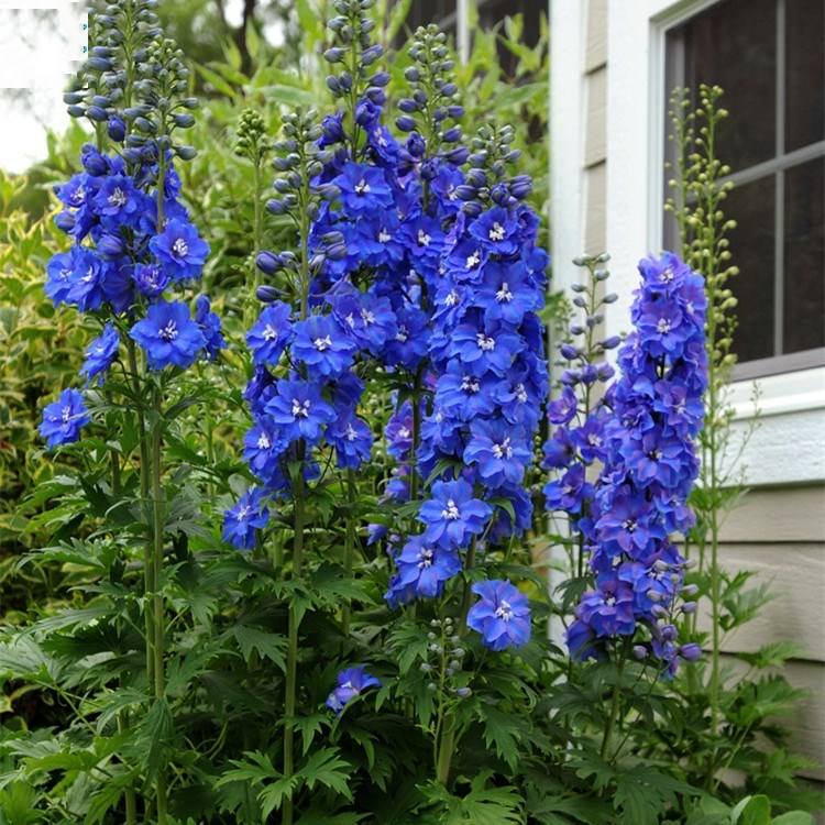 1644202940773496.jpg 飞燕草20220207002.jpg