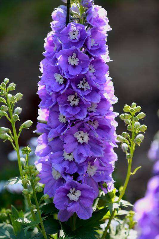 1644202969137985.jpg 飞燕草20220207006.jpg