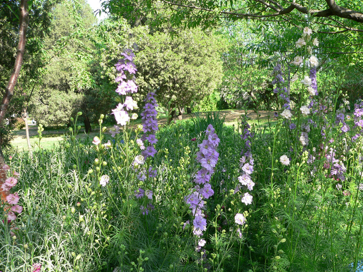 1644202984295757.jpg 20060513-飞燕草02a.jpg