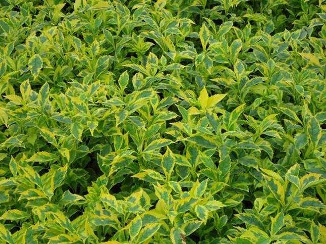 1644220924604897.jpg 金边假连翘20220207003.jpg