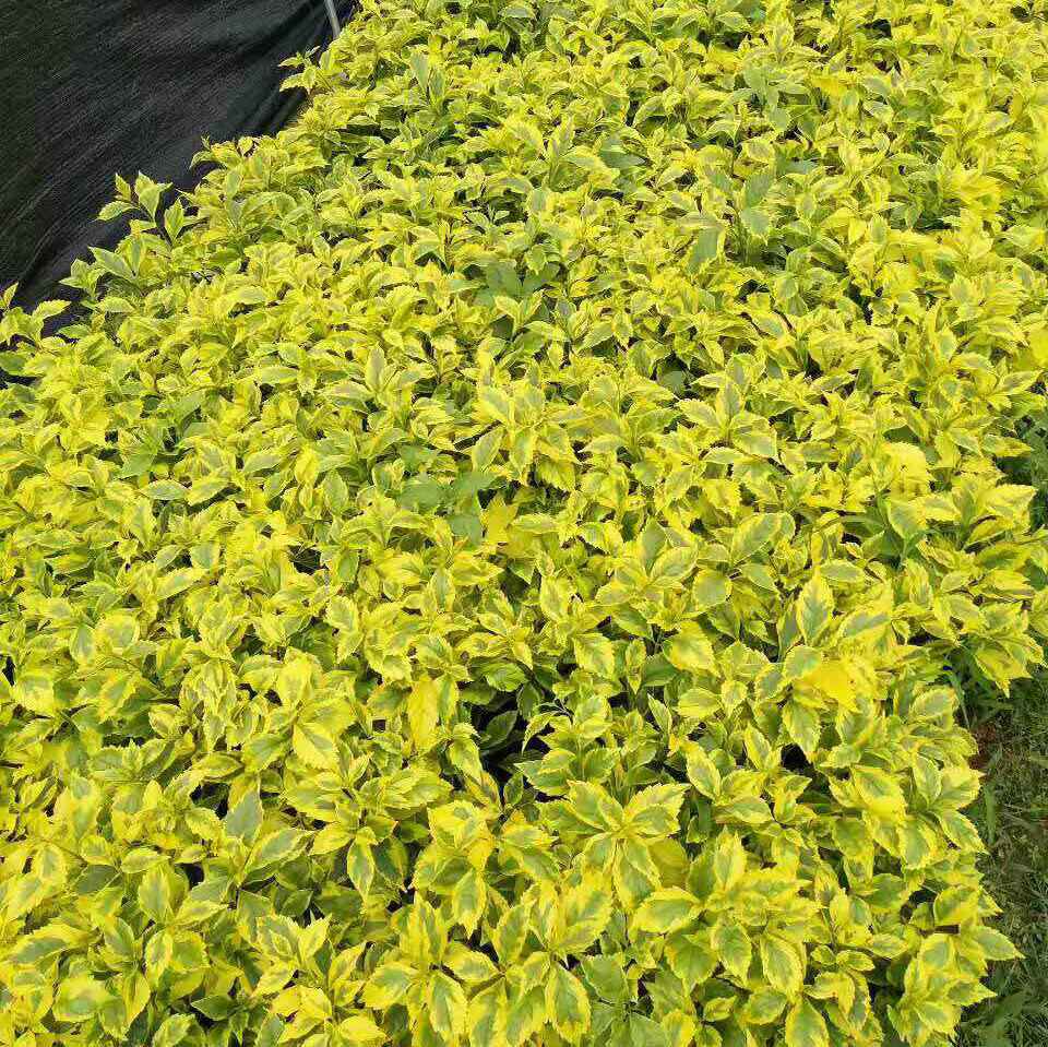 1644220937868381.jpg 金边假连翘20220207001.jpg