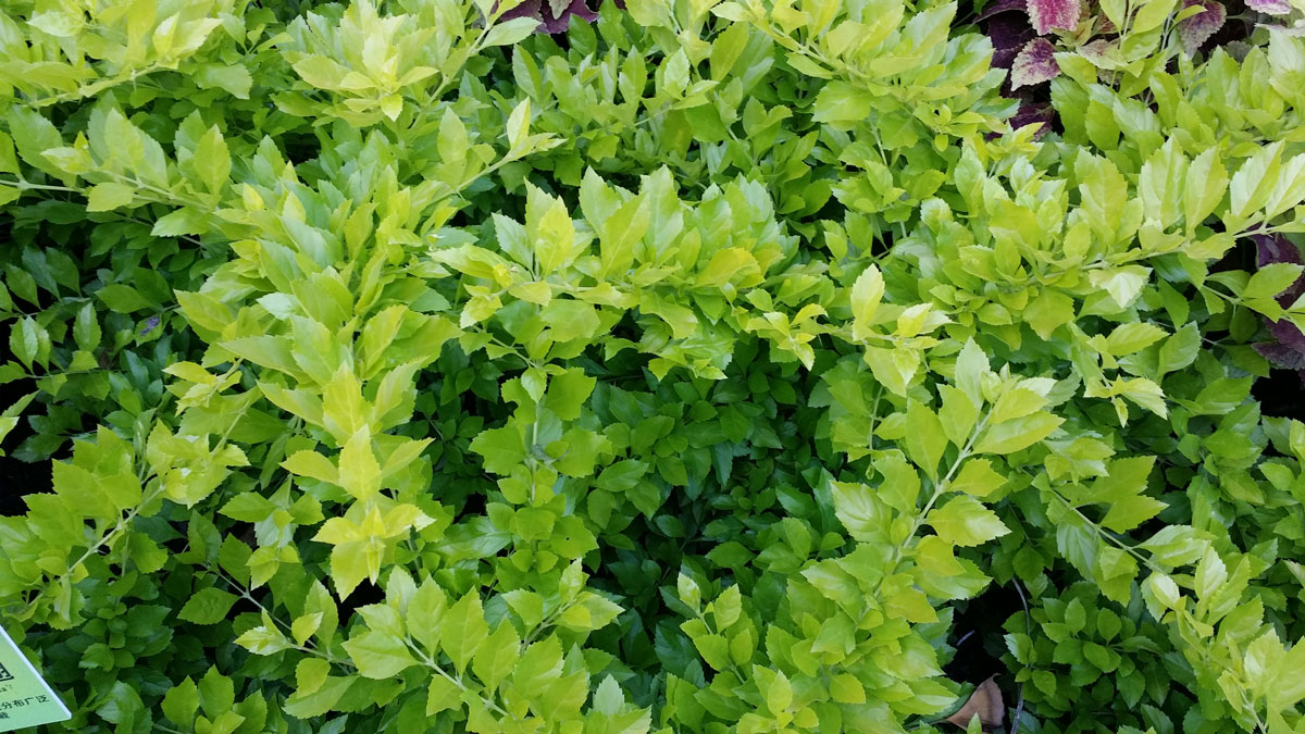 1644220948439741.jpg 20150912_065441a.jpg