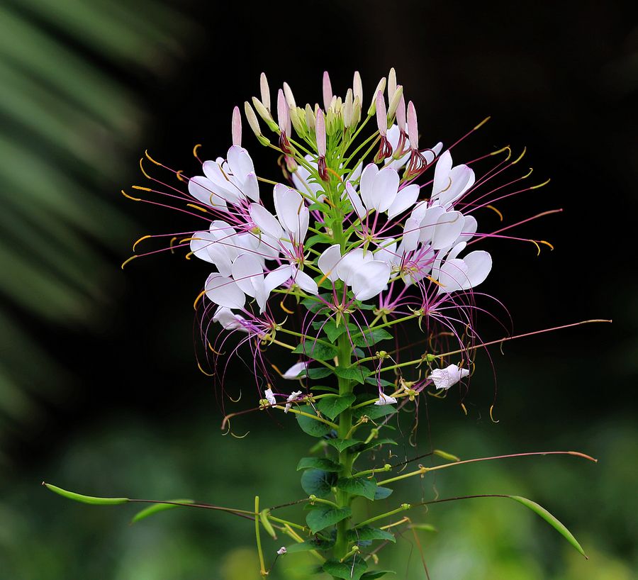 1644305729698061.jpg 醉蝶花20220208004.jpg