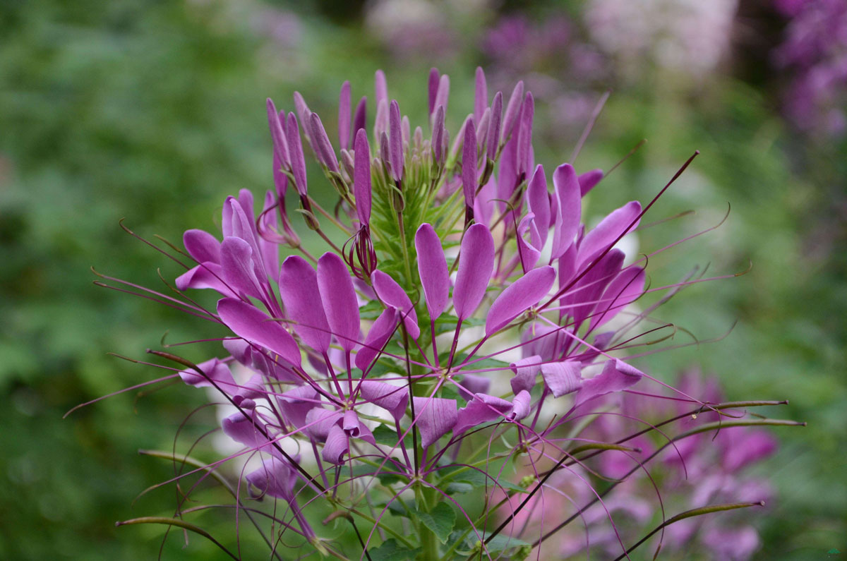 1644305755114580.jpg 醉蝶花20220208010a.jpg