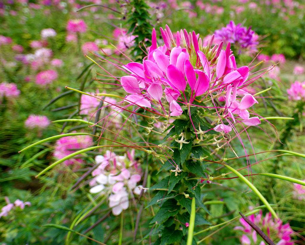 1644305762233748.jpg 醉蝶花20220208002.jpg