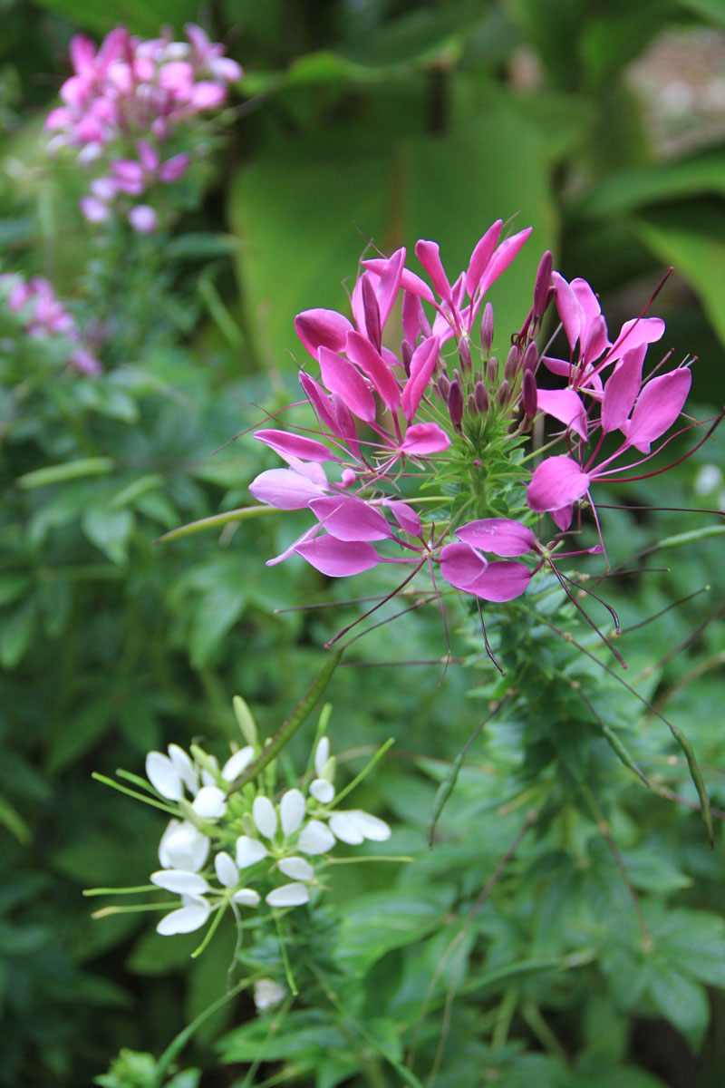 1644305816105647.jpg IMG_8328a.jpg