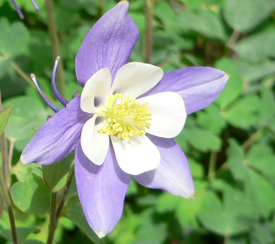 1644307318628048.jpg 20060423-漏斗菜03b.jpg