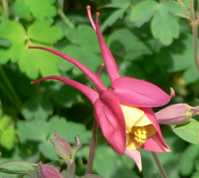 1644307326110776.jpg 20060423-漏斗菜03c.jpg