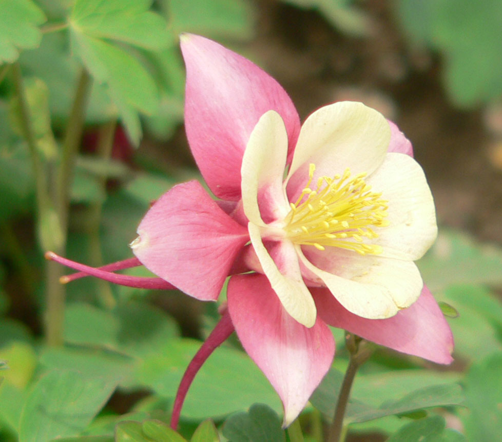 1644307333528344.jpg 060408漏斗菜02b.jpg