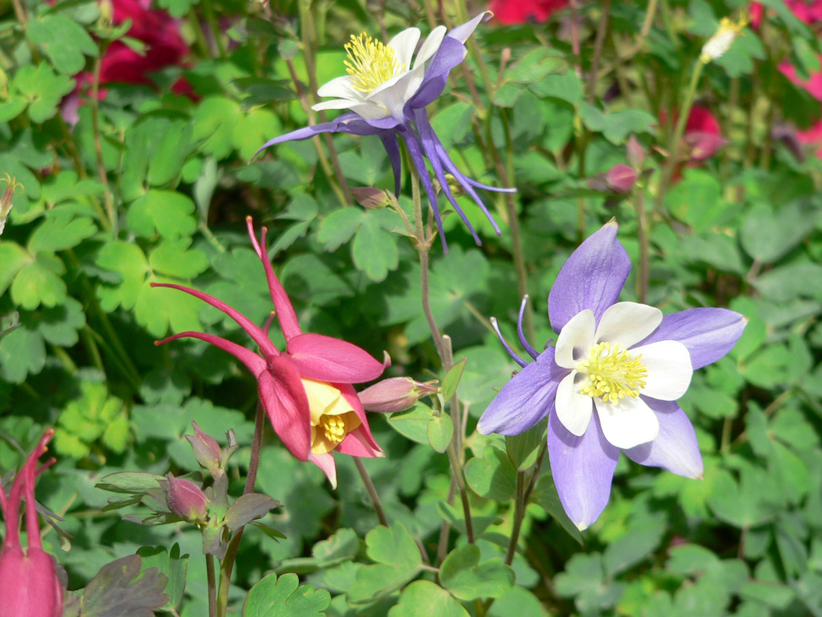 1644307342731884.jpg 20060423-漏斗菜03a.jpg