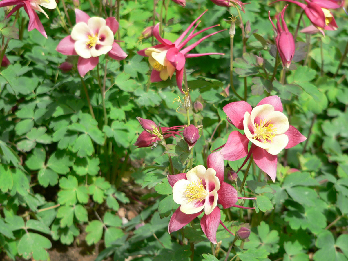 1644307354395332.jpg 20060423-漏斗菜01a.jpg