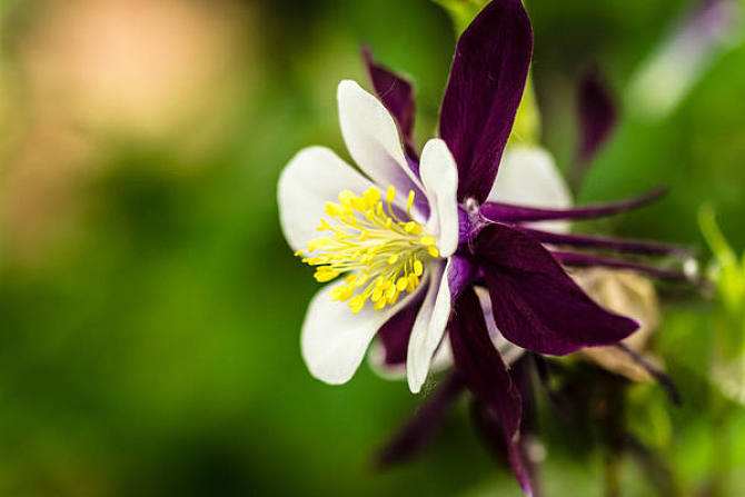 1644307392286634.jpg 耧斗菜20220208003.jpg