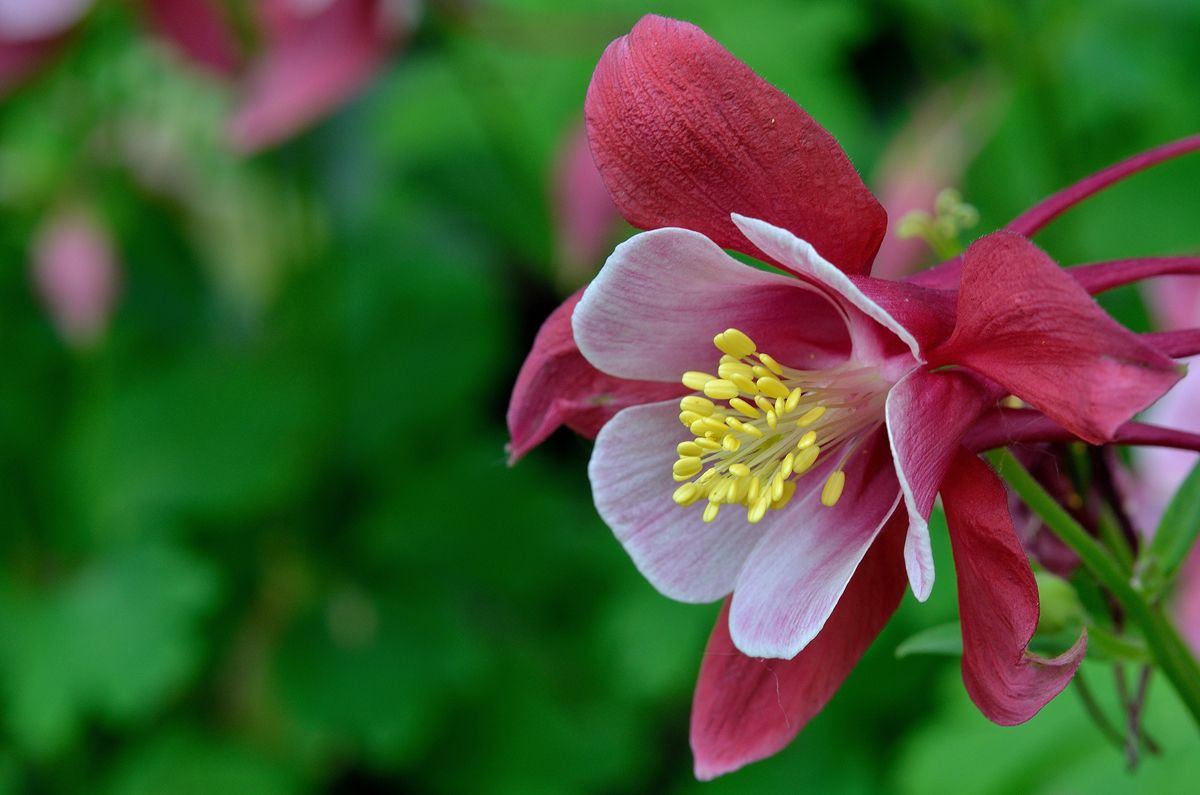 1644307407478212.jpg 耧斗菜20220208011.jpg