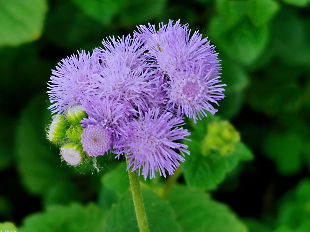 1644476159152418.jpg 藿香蓟20220210002a.jpg