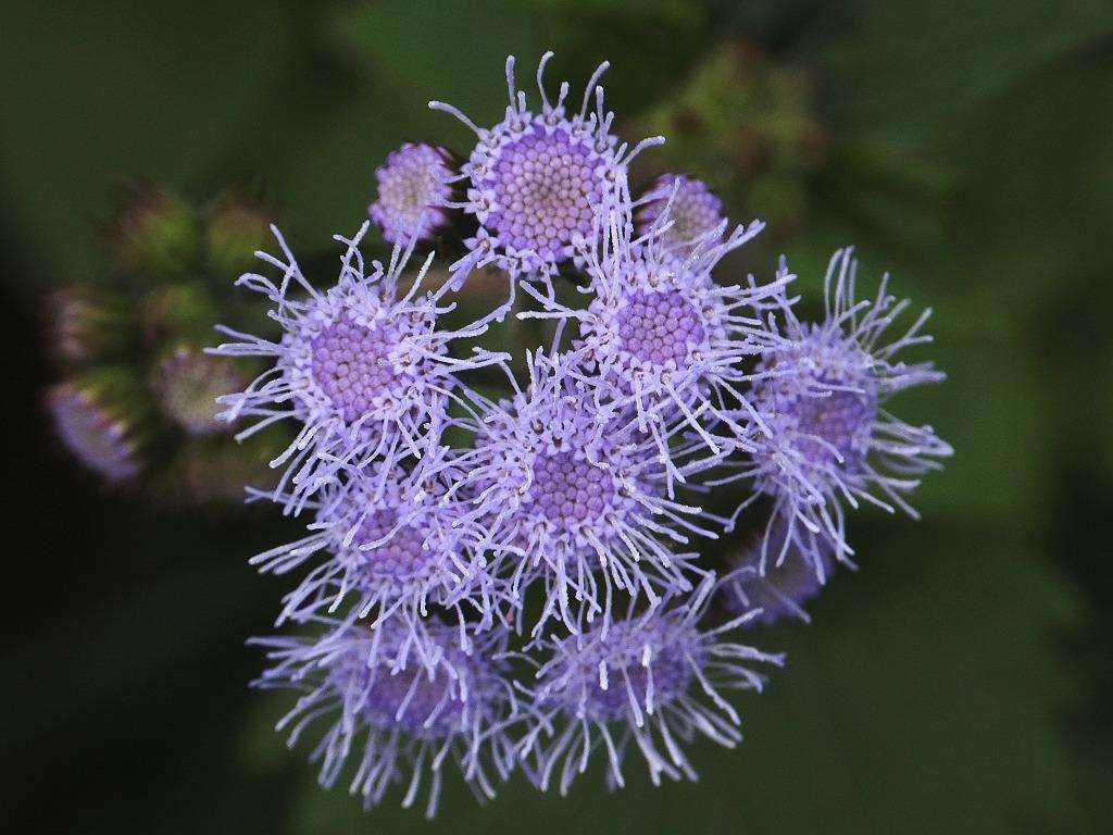 1644476186140507.jpg 藿香蓟20220210010.jpg