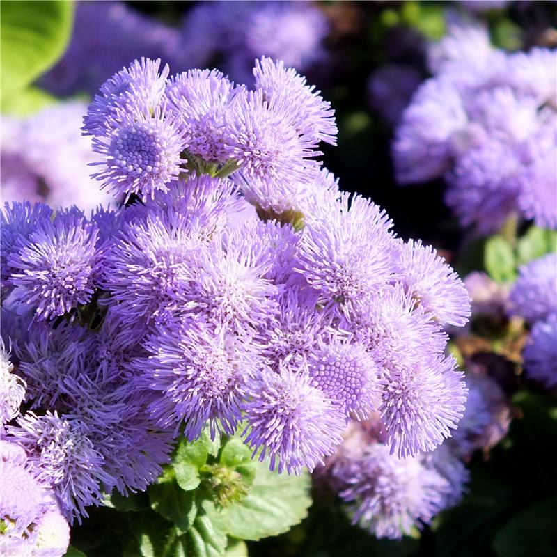 1644476210405574.jpg 藿香蓟20220210006.jpg