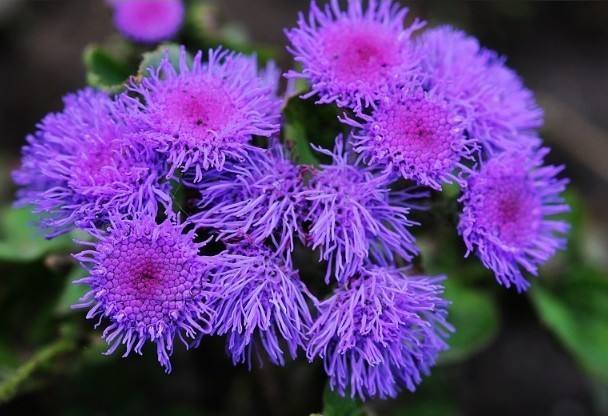 1644476220413535.jpg 藿香蓟20220210003.jpg