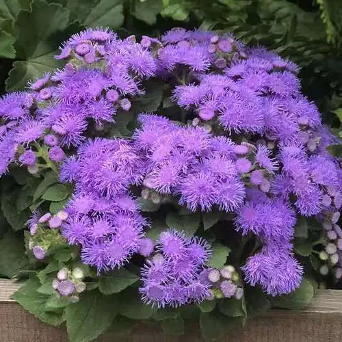 1644476242107032.jpg 藿香蓟20220210011.jpg