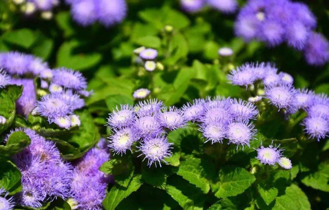 1644476255914339.jpg 藿香蓟20220210001.jpg