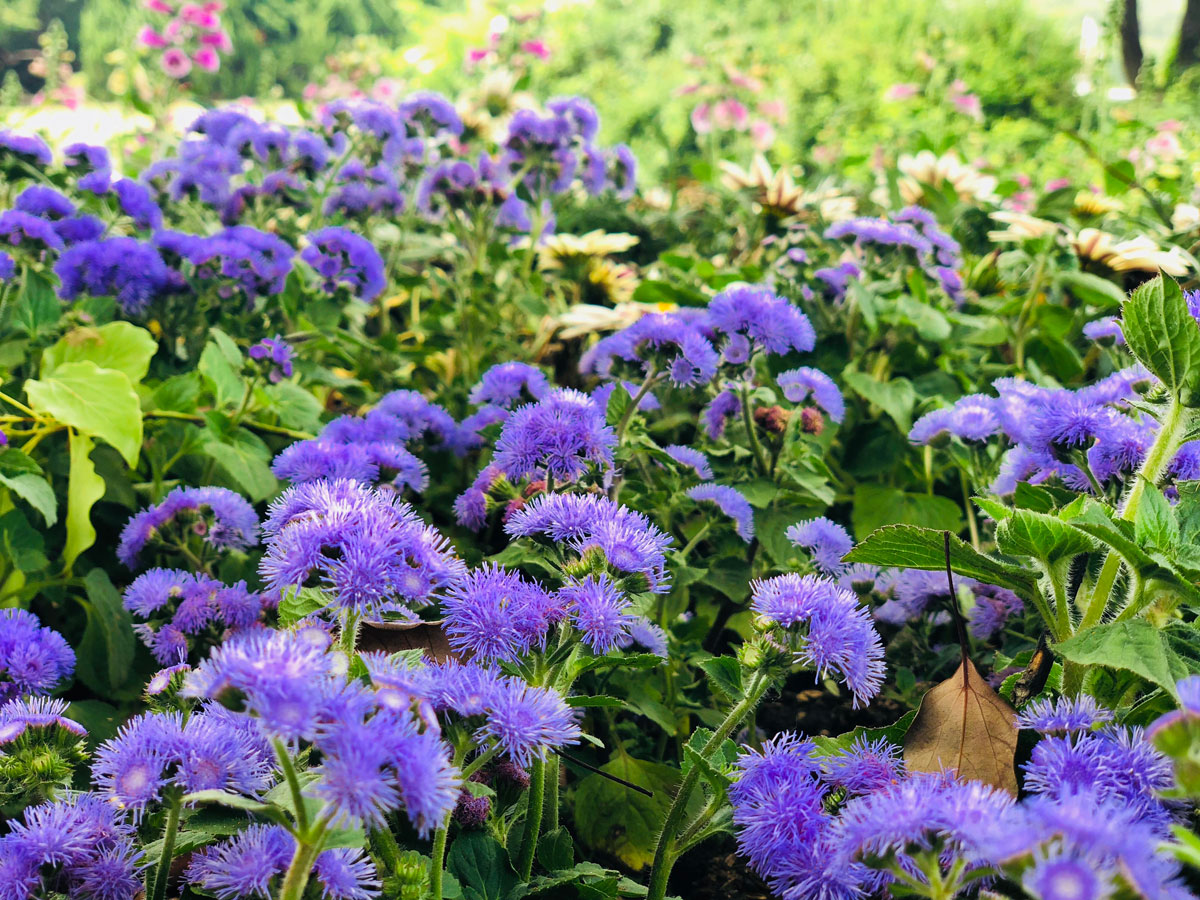 1644476270502611.jpg 藿香蓟20220210008a.jpg