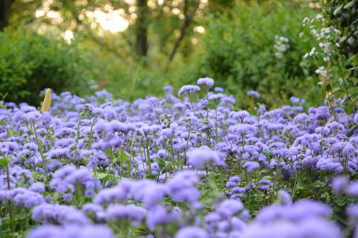 1644476282509711.jpg 藿香蓟20220210007.jpg