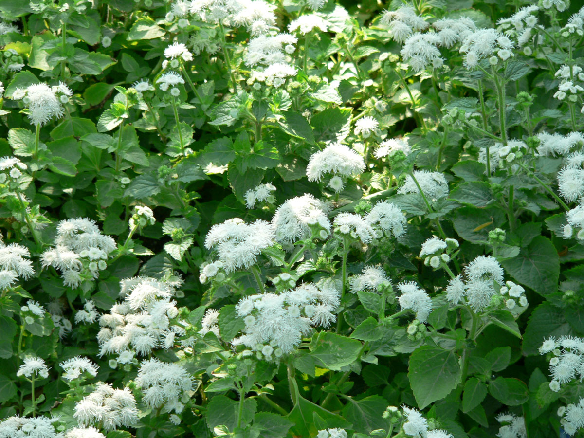 1644476322125140.jpg 20060513-藿香蓟02a.jpg