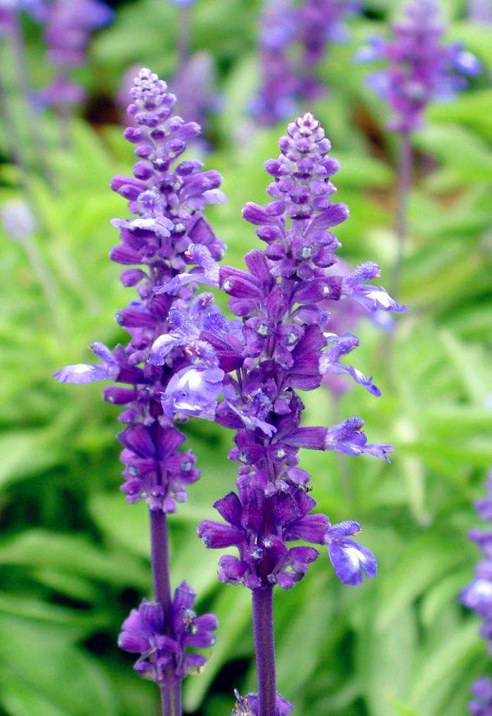 1644479167122928.jpg 鼠尾草20220210004.jpg