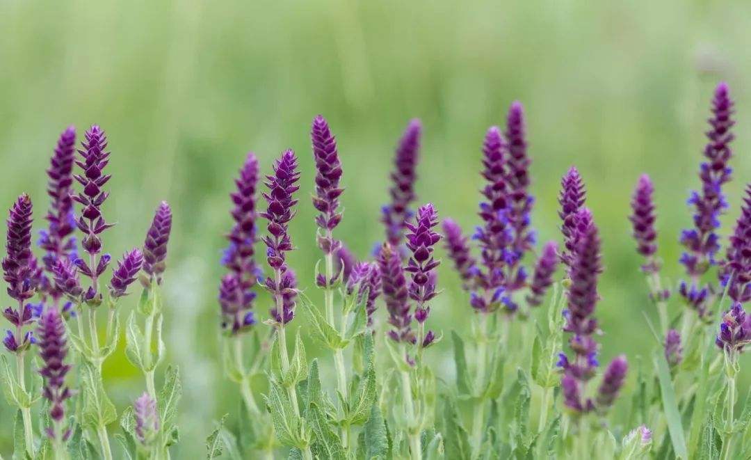 1644479357970108.jpeg 鼠尾草20220210001.jpeg