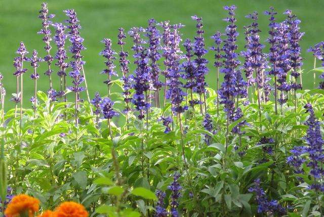 1644479366541899.jpg 鼠尾草20220210002.jpg