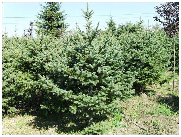 1644642747998595.jpg 青杄2022021201.jpg