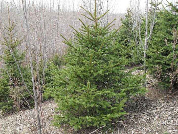 1644642756156678.jpg 青杄2022021202.jpg