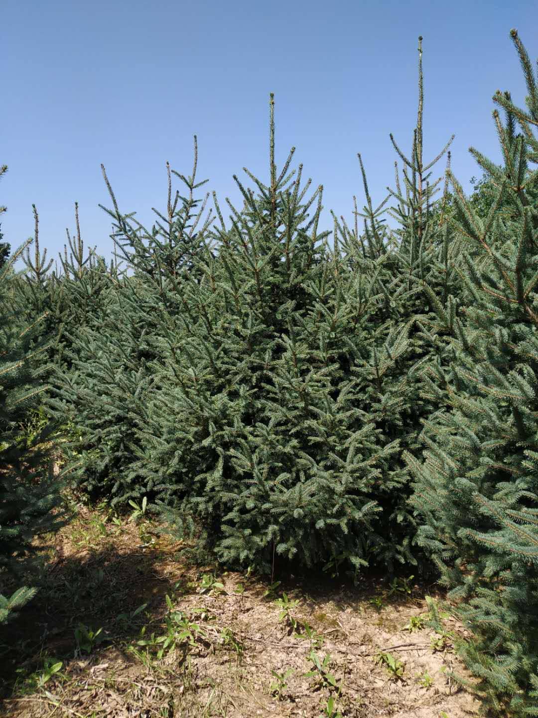 1644642761605543.jpg 青杄2022021203.jpg