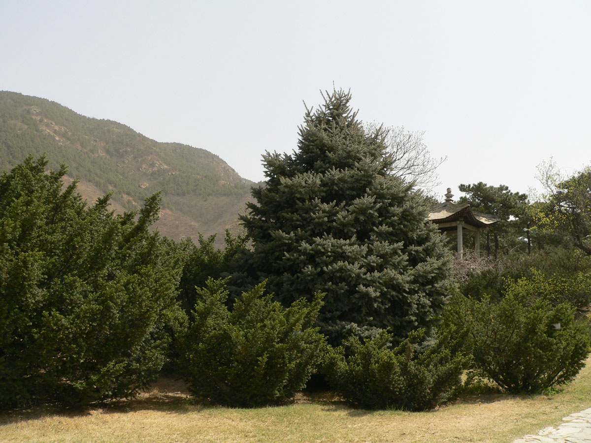 1644642779105539.jpg 20060423-裸子植物02a.jpg