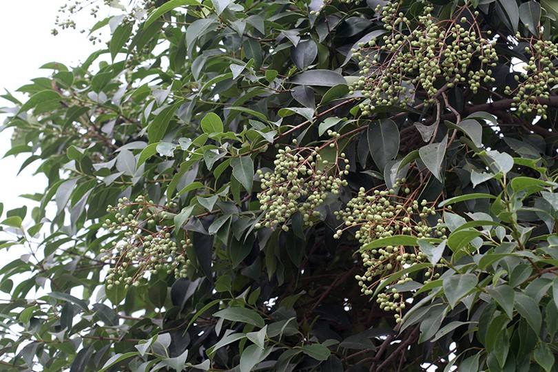 1644654192915242.jpg 大叶女贞2022021207.jpg