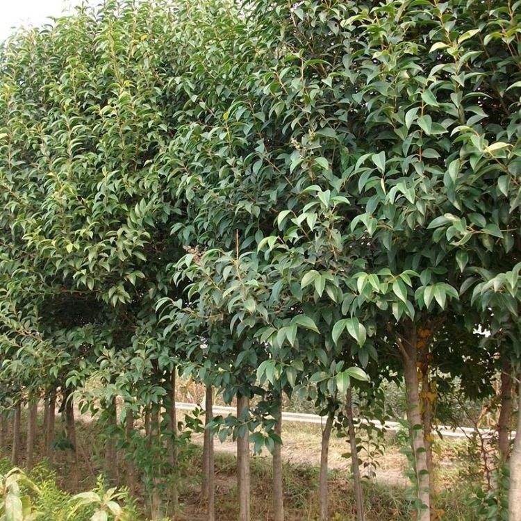 1644654205661355.jpg 大叶女贞2022021203.jpg