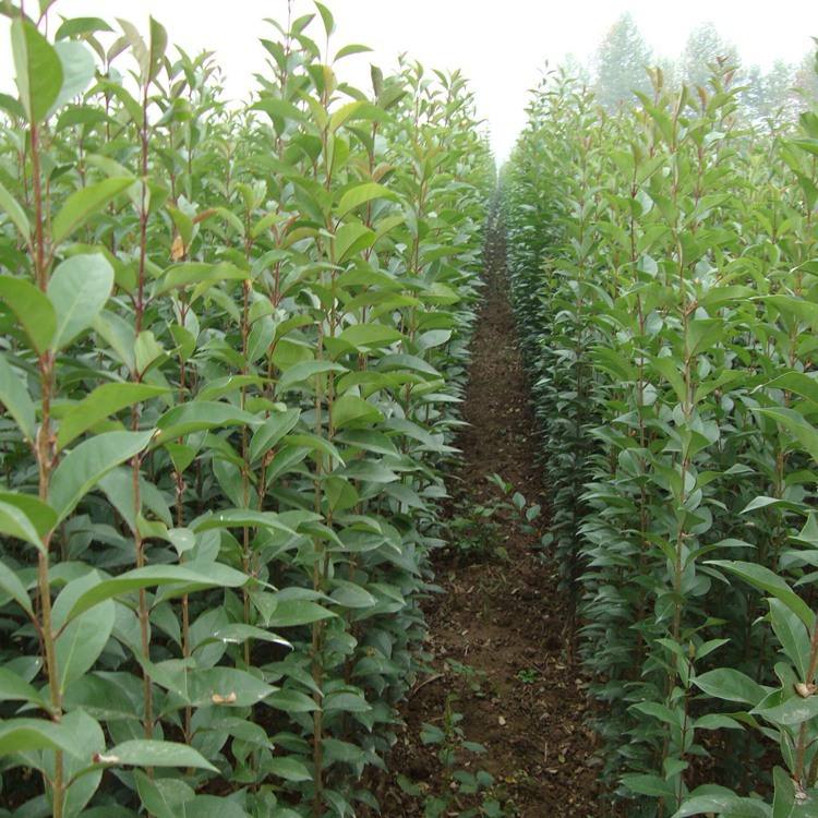 1644654248101081.jpg 大叶女贞2022021201.jpg