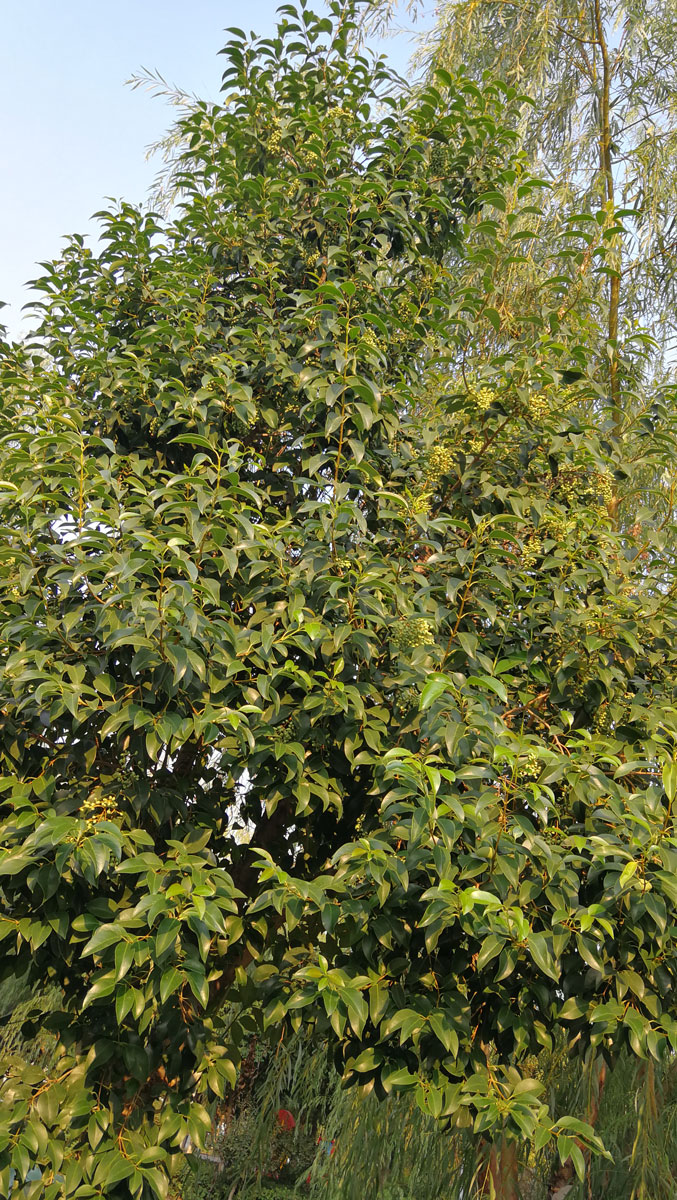 1644654267703784.jpg IMG_20190930_162540a.jpg