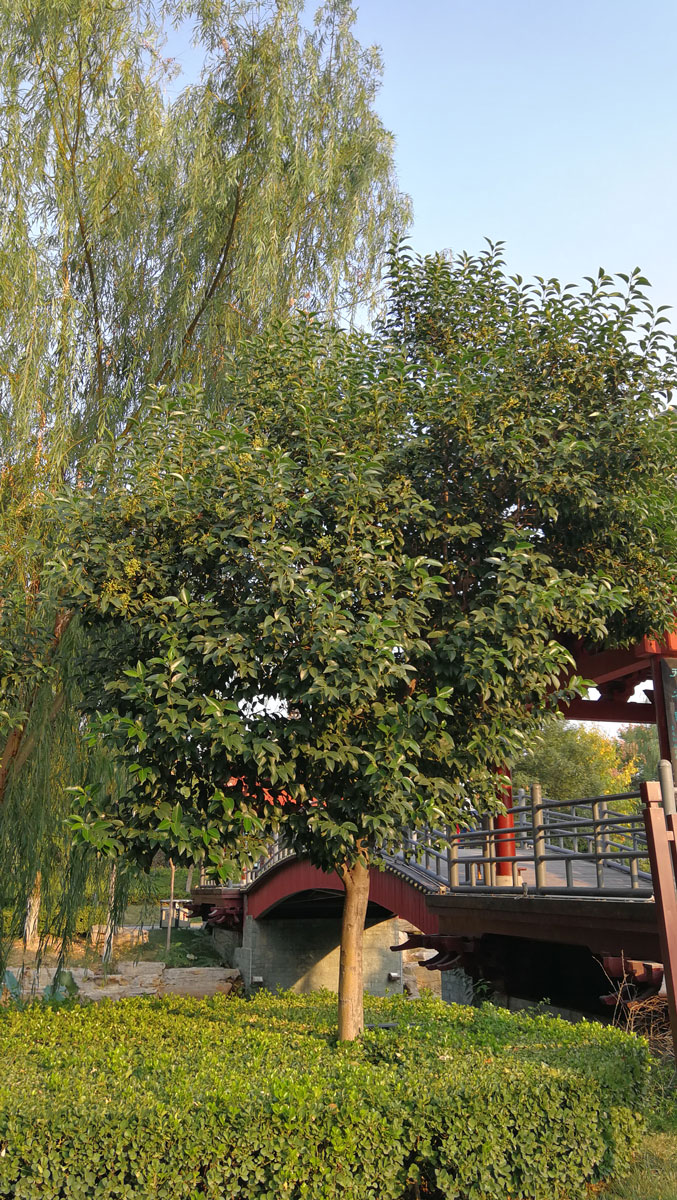 1644654274567072.jpg IMG_20190930_162532a.jpg