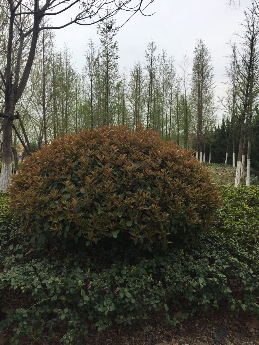 1644655435486087.jpg IMG_9553a.jpg