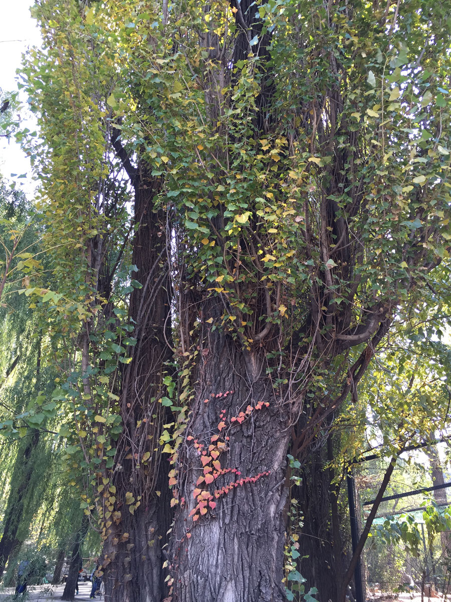 1644737460626671.jpg IMG_1643a.jpg