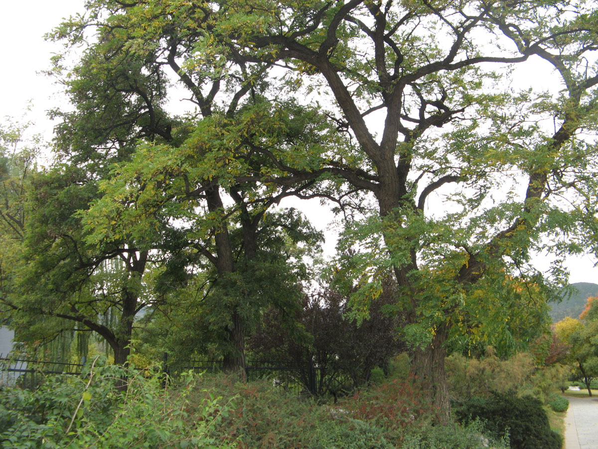 国槐IMG_1554a.jpg