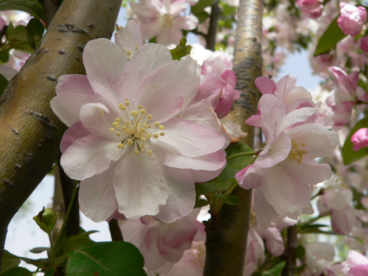 1645430616497017.jpg 20060423-西府海棠08a.jpg