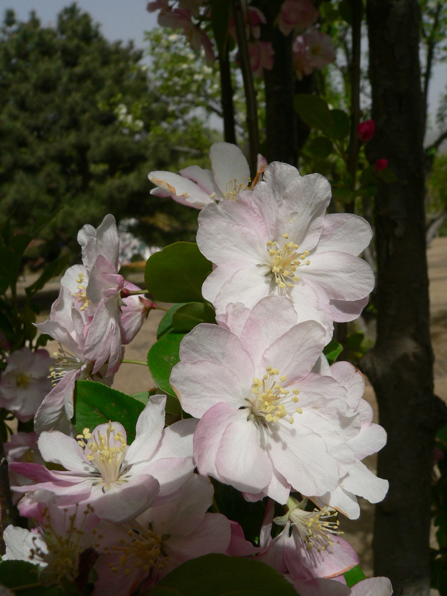 1645430623916232.jpg 20060423-西府海棠06a.jpg