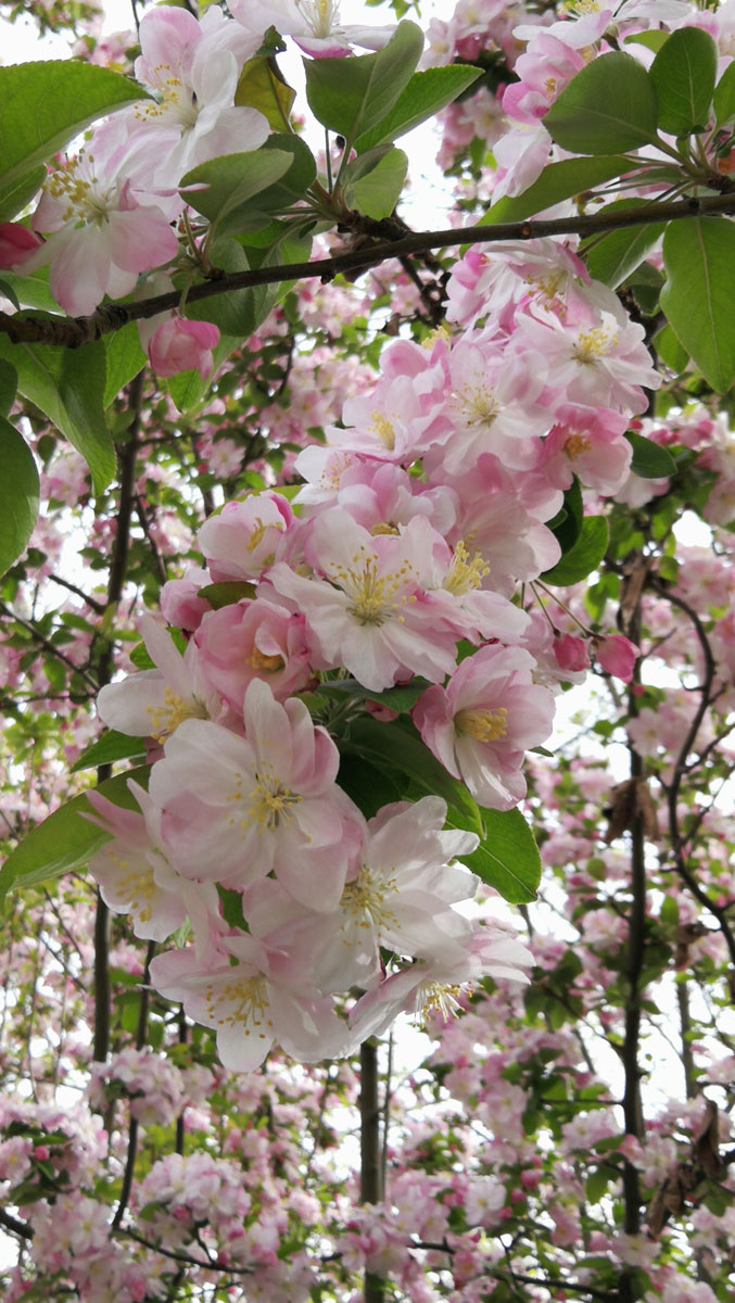 1645430631880085.jpg IMG_20190405_095742a.jpg