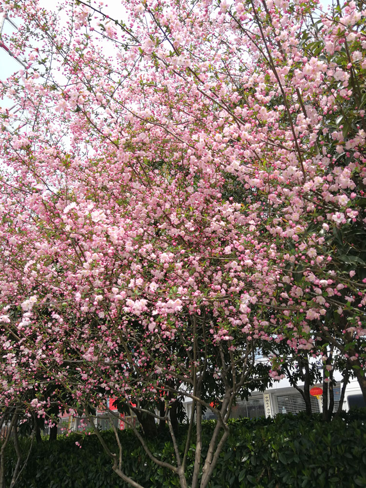 1645430641374204.jpg IMG_20180325_123319a.jpg