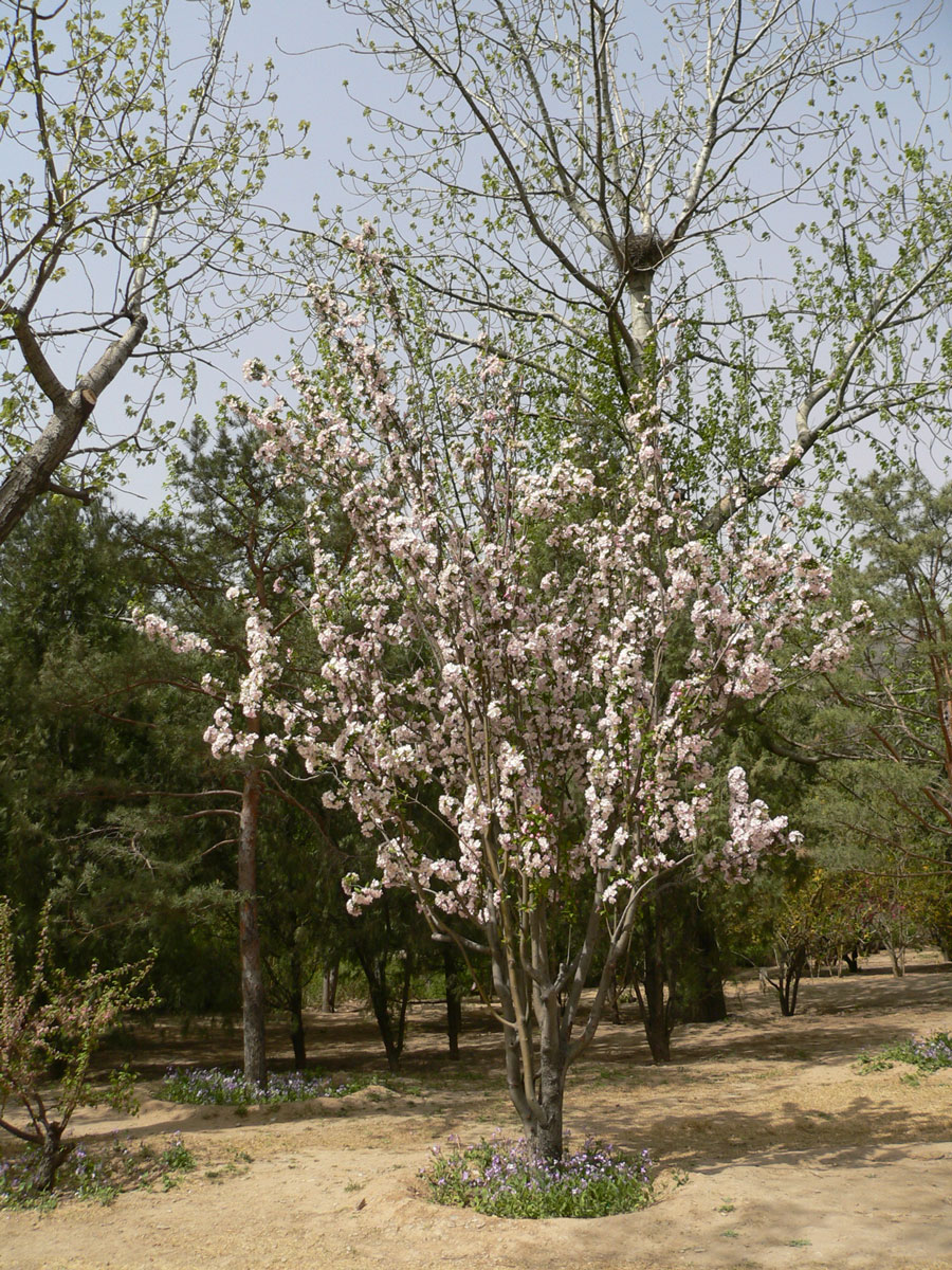 1645430659112011.jpg 20060423-西府海棠10a.jpg