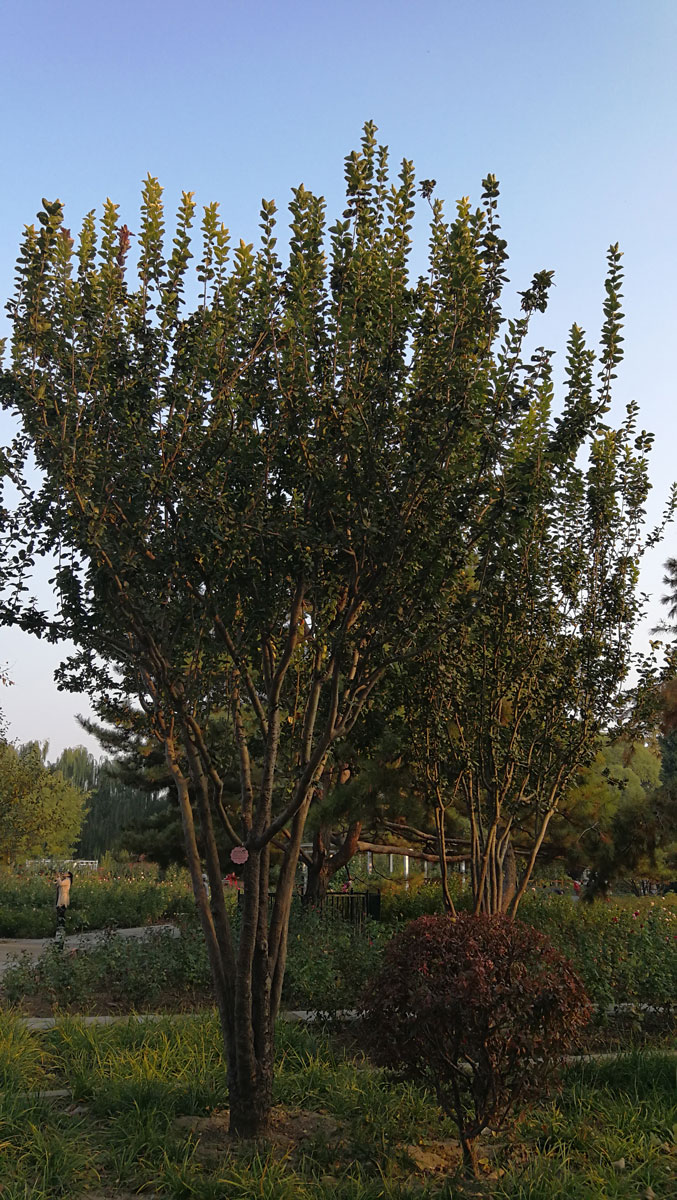 1645430677518575.jpg IMG_20191104_154614a.jpg