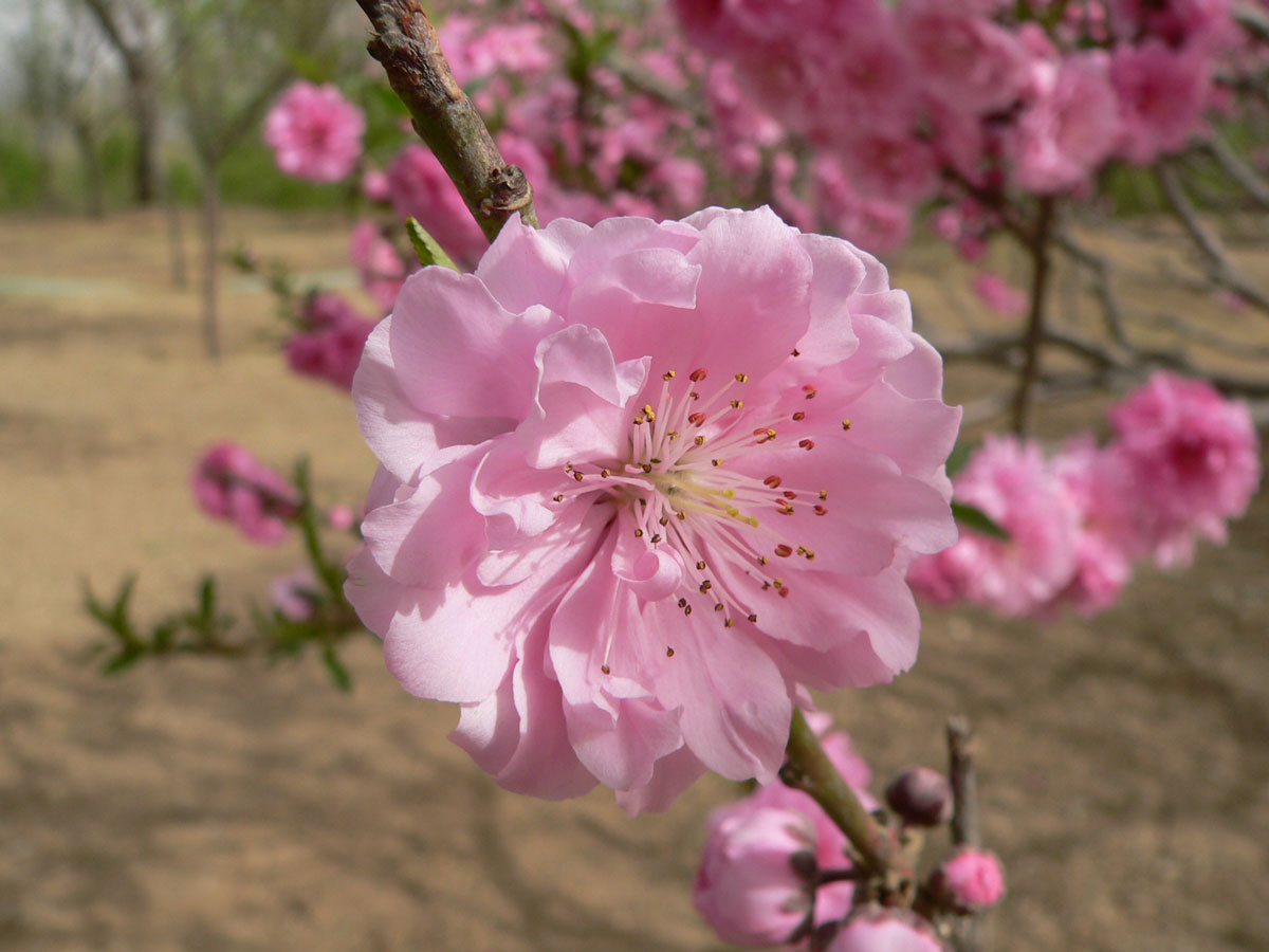 1645588651185036.jpg 20060425-碧桃04a.jpg