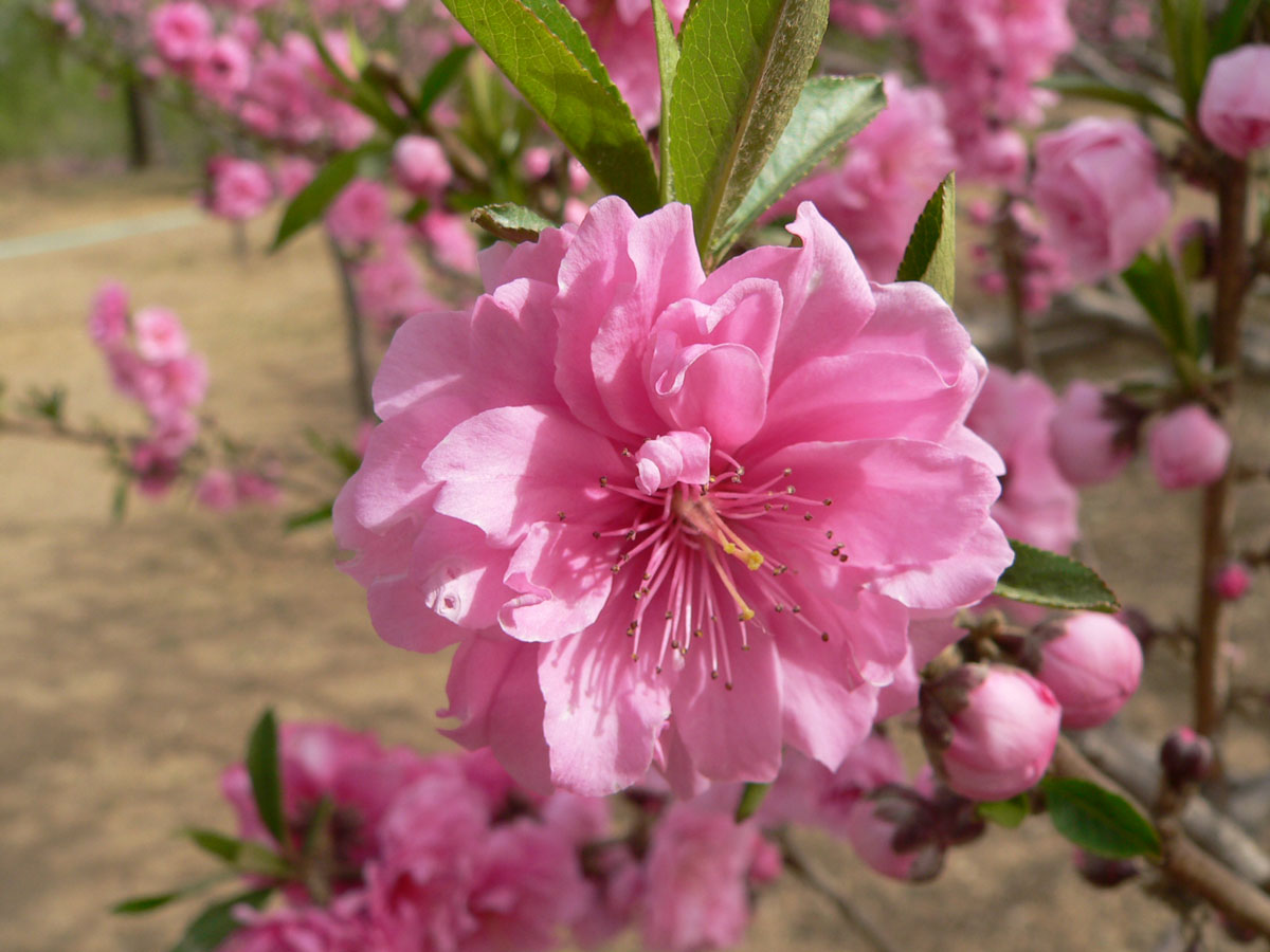 1645588662140933.jpg 20060425-碧桃05a.jpg