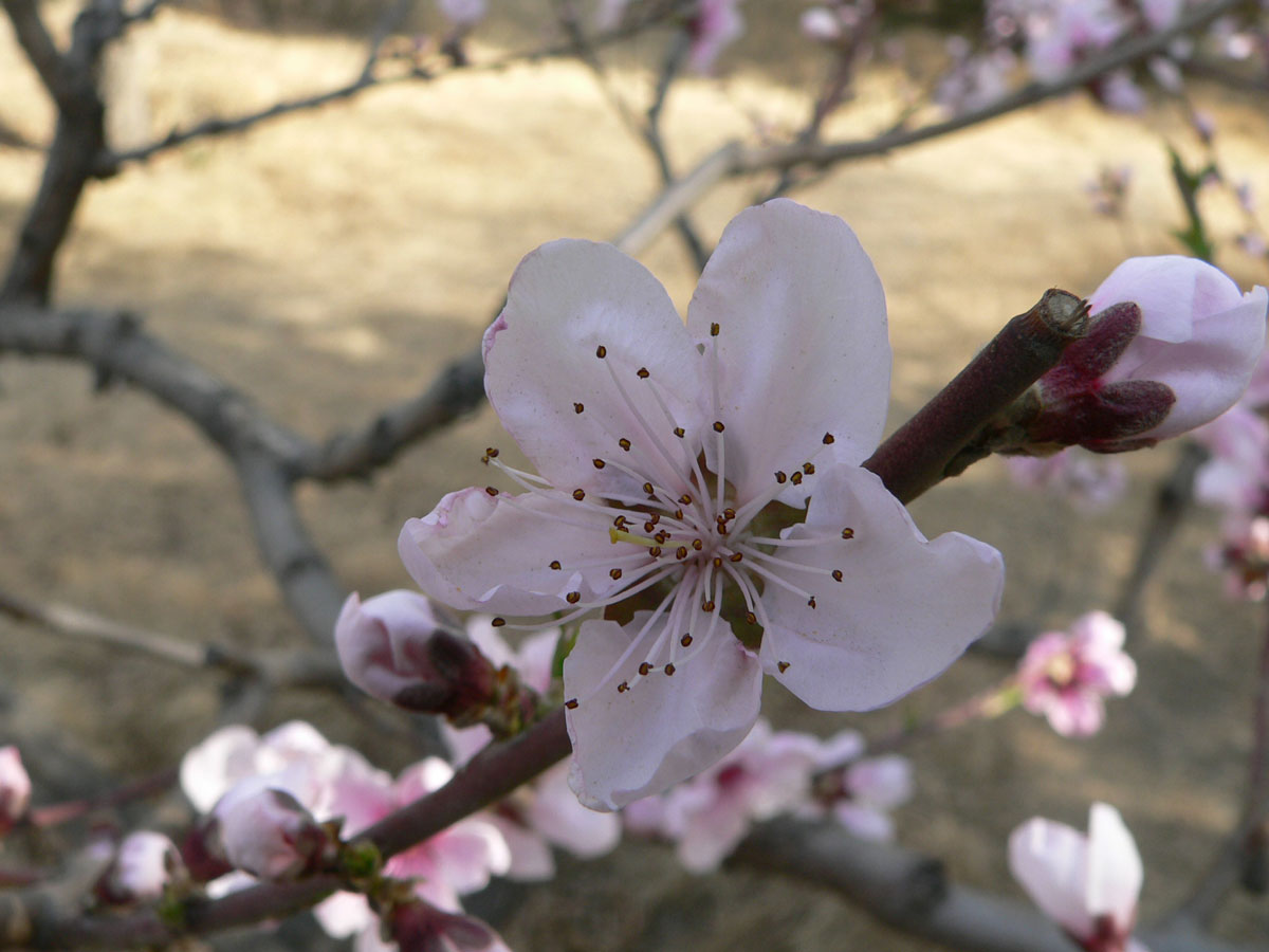 1645590311841744.jpg P1050548a.jpg